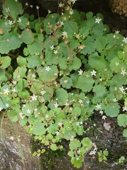 Crassula umbraticola