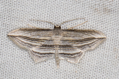 Arcobara multilineata