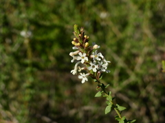 Mulguraea aspera