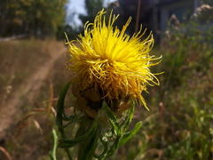 Centaurea macrocephala