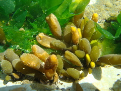 Adenocystis utricularis