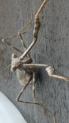 Stagmomantis carolina