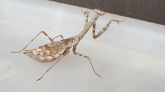 Stagmomantis carolina