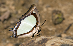 Polyura jalysus