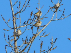 Carduelis carduelis