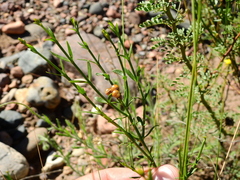 Menodora decemfida