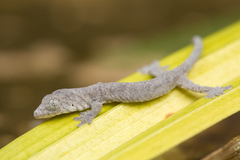 Gekko browni