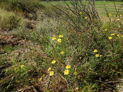 Senecio subulatus erectus