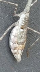 Stagmomantis carolina
