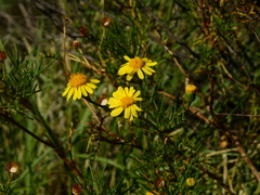 Senecio subulatus erectus