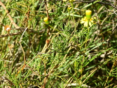 Senecio subulatus erectus