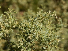 Atriplex lampa