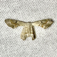Phazaca leucocephala