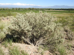 Atriplex lampa