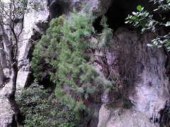 Juniperus phoenicea