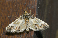 Hydriris elutalis