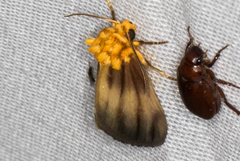 Eulithosia plesioglauca