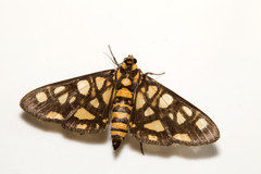 Glyphodes militaris