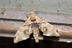 Daphnusa ocellaris