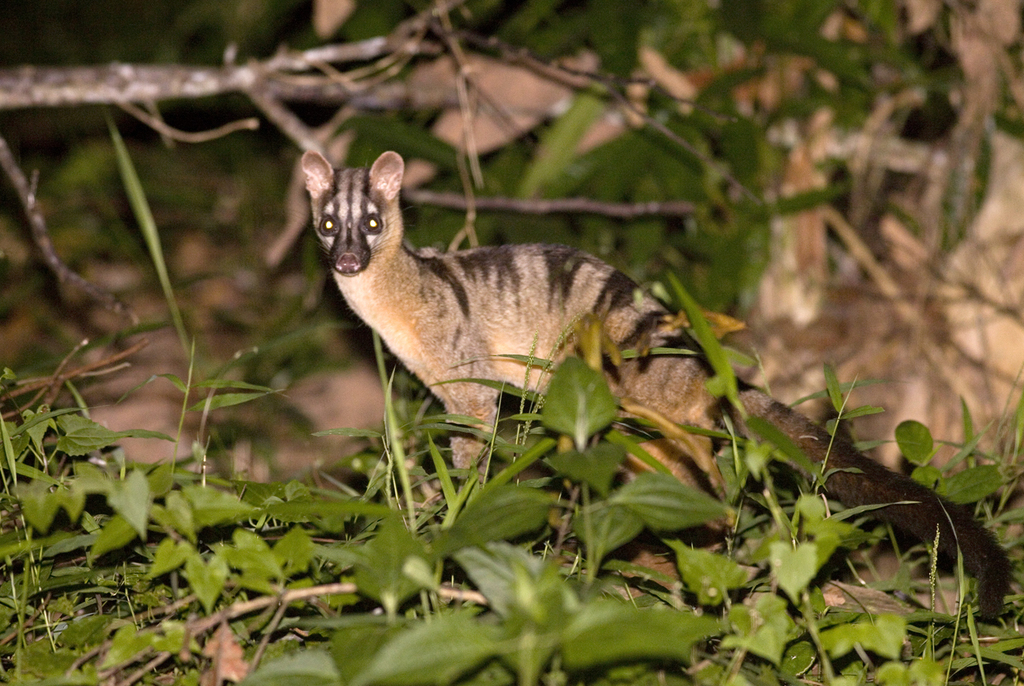 Banded Palm Civet