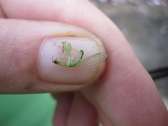 Zeugomantispa minuta