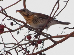 Turdus pilaris