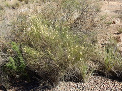 Baccharis spartioides