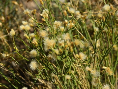 Baccharis spartioides