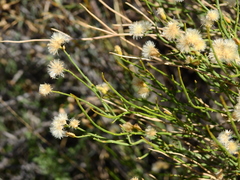 Baccharis spartioides