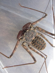 Paraphrynus laevifrons