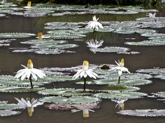 Nymphaea lotus