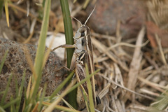 Dichroplus pratensis