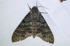 Manduca muscosa