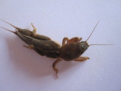 Neocurtilla