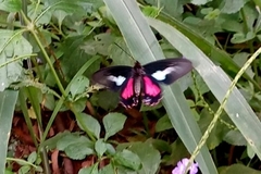 Parides neophilus
