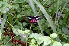 Parides neophilus