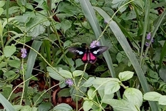 Parides neophilus