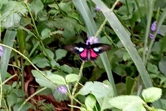 Parides neophilus
