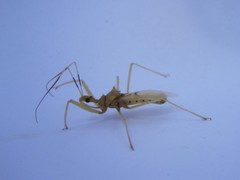 Ploeogaster