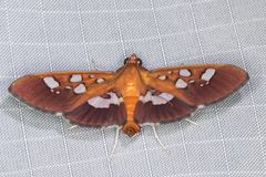 Phostria oajacalis