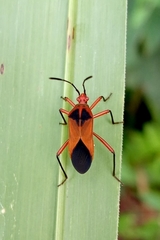 Hypselonotus bitrianguliger