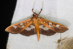 Phostria oajacalis