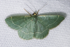 Chlorochlamys phyllinaria