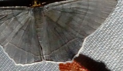 Bulonga griseosericea