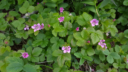Rubus X paracaulis