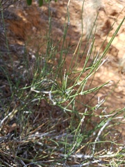 Ephedra antisyphilitica