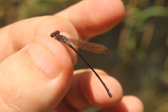 Pseudagrion hamoni