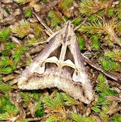 Melipotis bisinuata