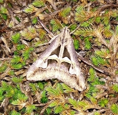 Melipotis bisinuata