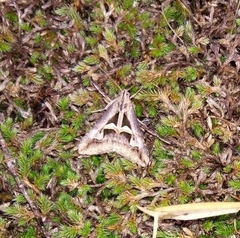 Melipotis bisinuata